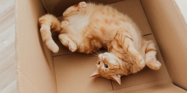 chat roux qui adore les cartons